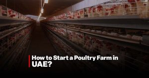 poultry farm in UAE